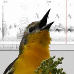 Bird Vocs Learn Bird Sounds App Contact