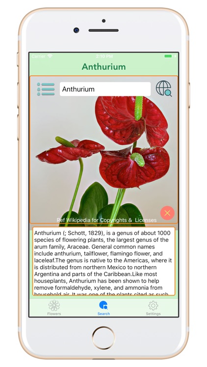 8Flowers screenshot-4