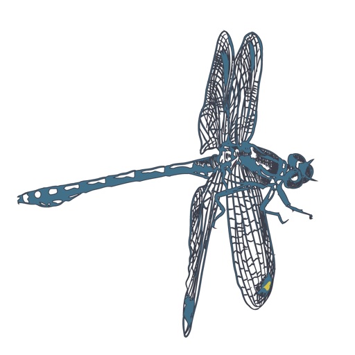 Dragonfly Love icon