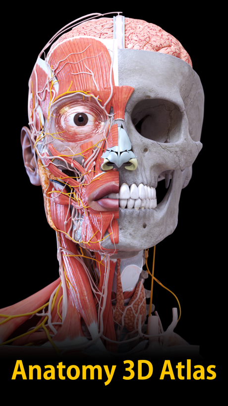Anatomy 3D Atlas App Store screenshot 1, headline “Anatomy 3D Atlas”. Words at the bottom.