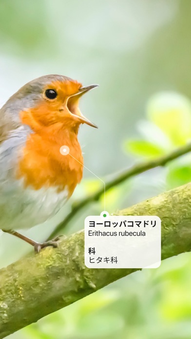 Picture Bird - 撮ったら、判る--1秒鳥図鑑のおすすめ画像2