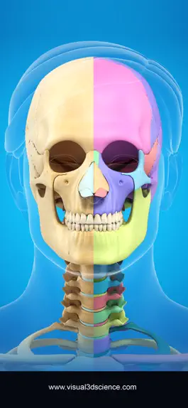 Game screenshot My Skull Anatomy hack