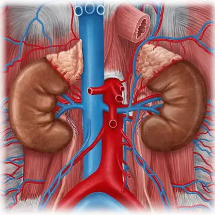 Urinary System Medical Terms Читы