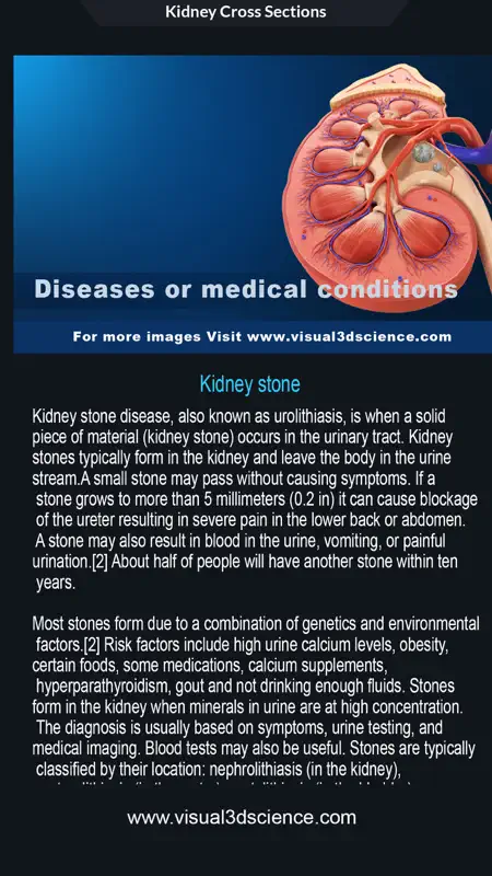 My Kidney Anatomy screenshot 8 of 8