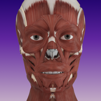 AMI Facial Anatomy for iPads