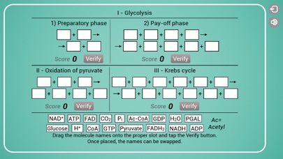 Biomolecules: Cell respiration Screenshot