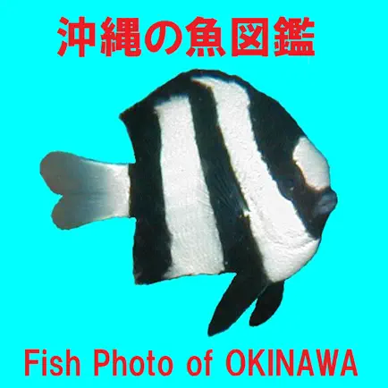 Fish Photo of OKINAWA Читы