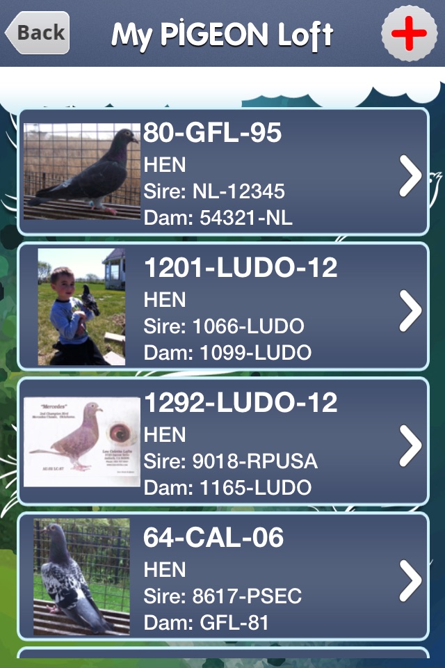 My Pigeon Loft HD screenshot 4