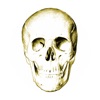 Anatomy Quiz Lite - iPadアプリ