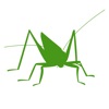 Orthoptera icon