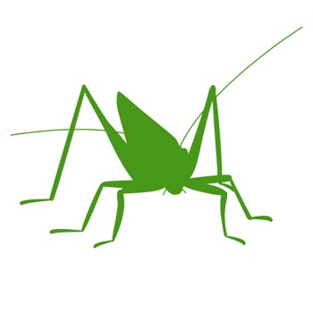 Orthoptera