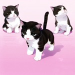 My Lovely Kitty Cat