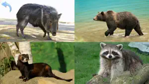 Animals for Kids, toddler game screenshot 6