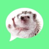 Message stickers : hedgehog icon