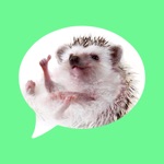 Download Message stickers : hedgehog app