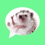 Message stickers : hedgehog app download
