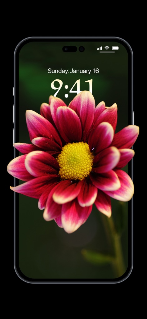 Depth Wallpaper & Live Effect - Observe the vivid depth effect applied to a striking red and yellow flower, where elements like petals appear to pop forward on the Lock Screen.
