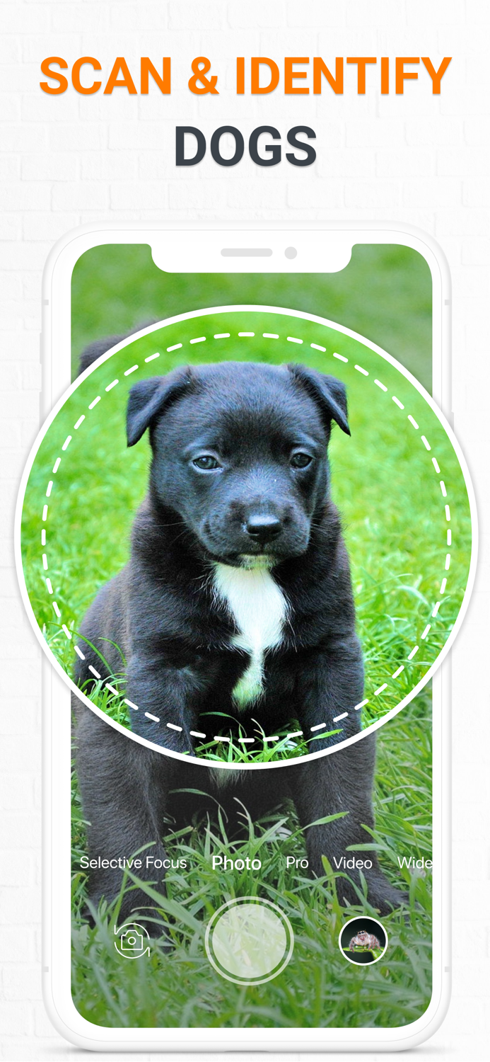 Dog Scanner Dog Breed Photo ID