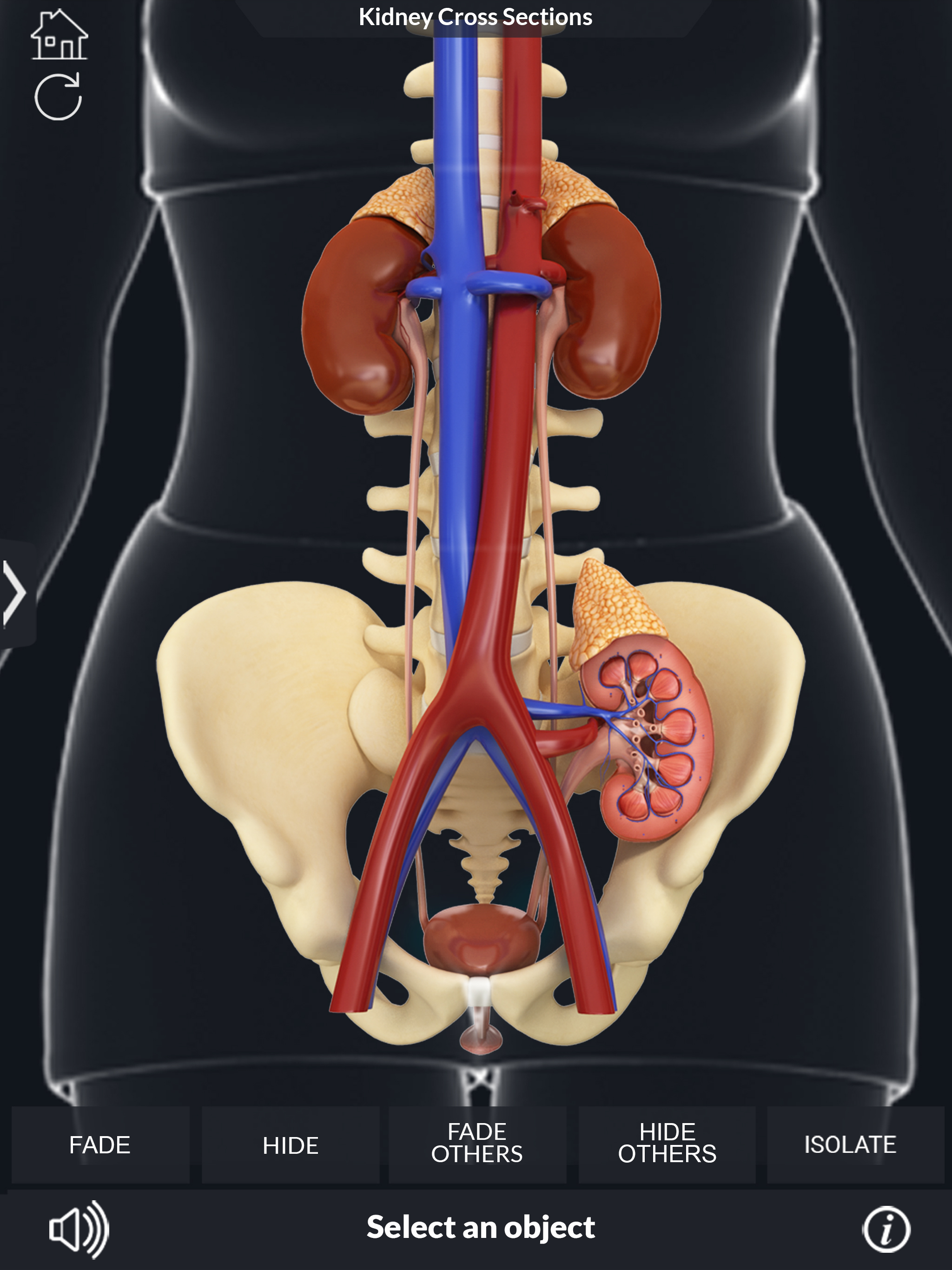 My Kidney Anatomy screenshot 14
