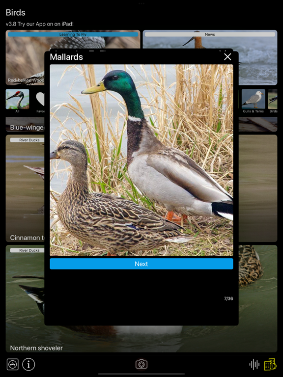 Screenshot #5 pour Birds of North America: Sounds