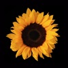 Sunflower Studio