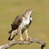 Birding in Southern Portugal