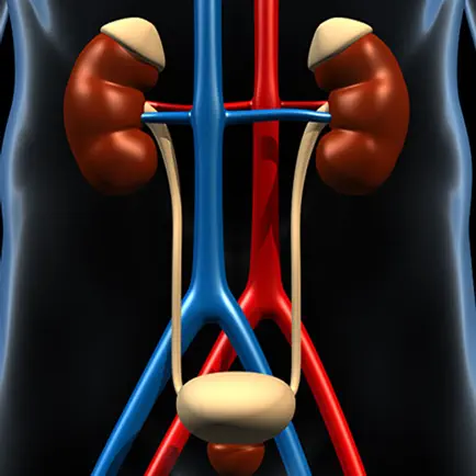 Genitourinary System Trivia Cheats