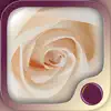 Love & Intimacy Hypnosis App Feedback