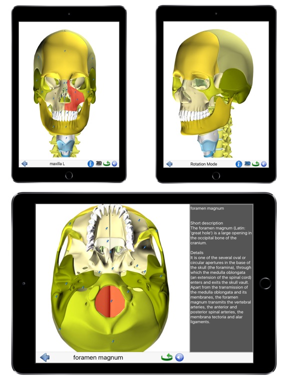 Visual Anatomy Lite iPad screenshot 10 - Medical app