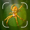 Spider Identifier Bug Finder icon