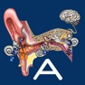 Get Hearing Anatomy for iOS, iPhone, iPad Aso Report