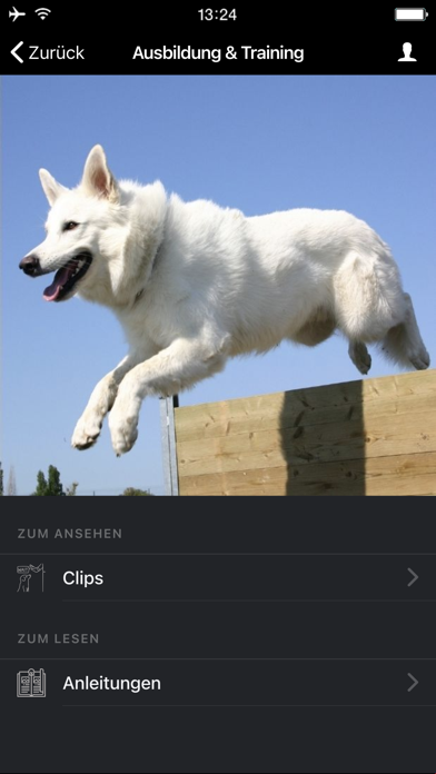 Weiße Schäferhunde Screenshot