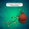 Get Chlorophyll & Photosynthesis for iOS, iPhone, iPad Aso Report