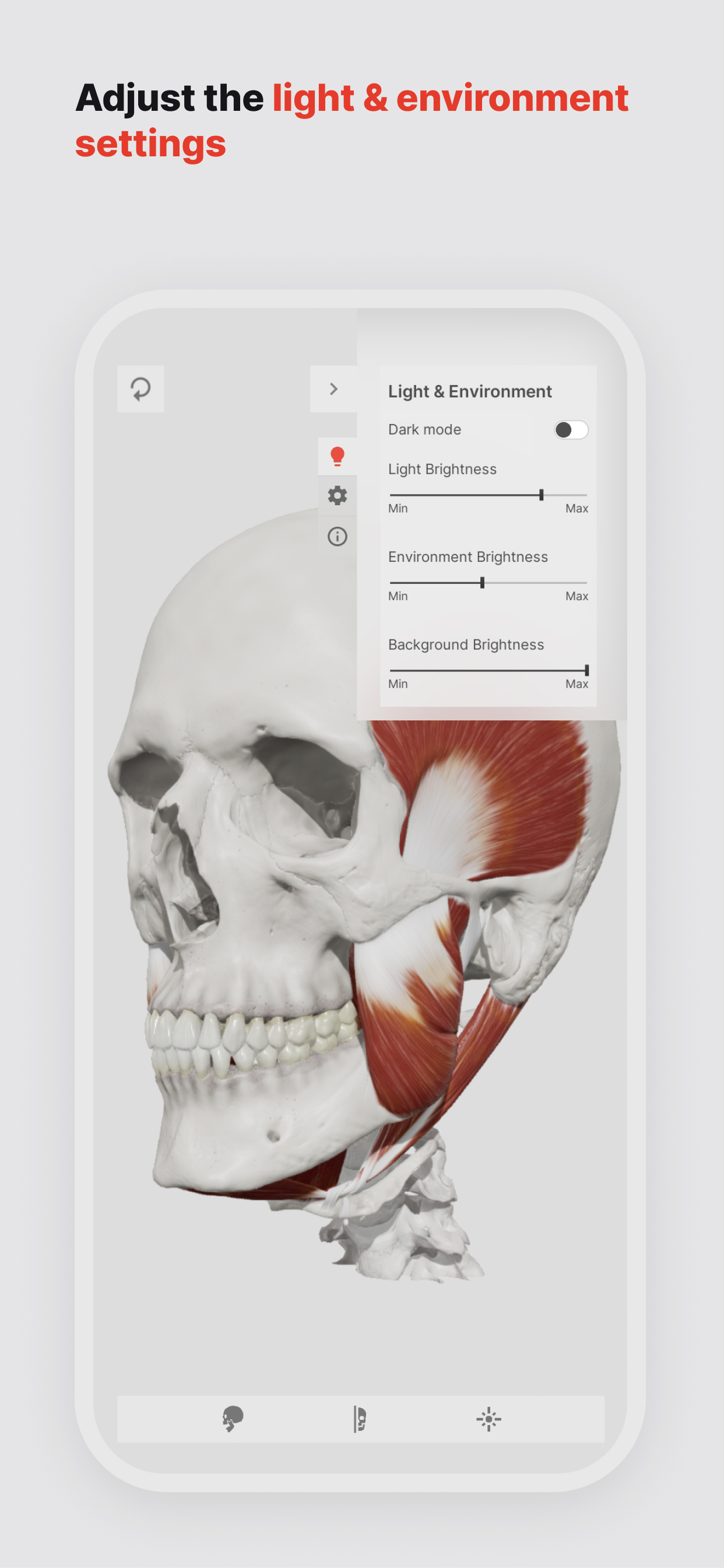 Skull, Teeth & TMJ
