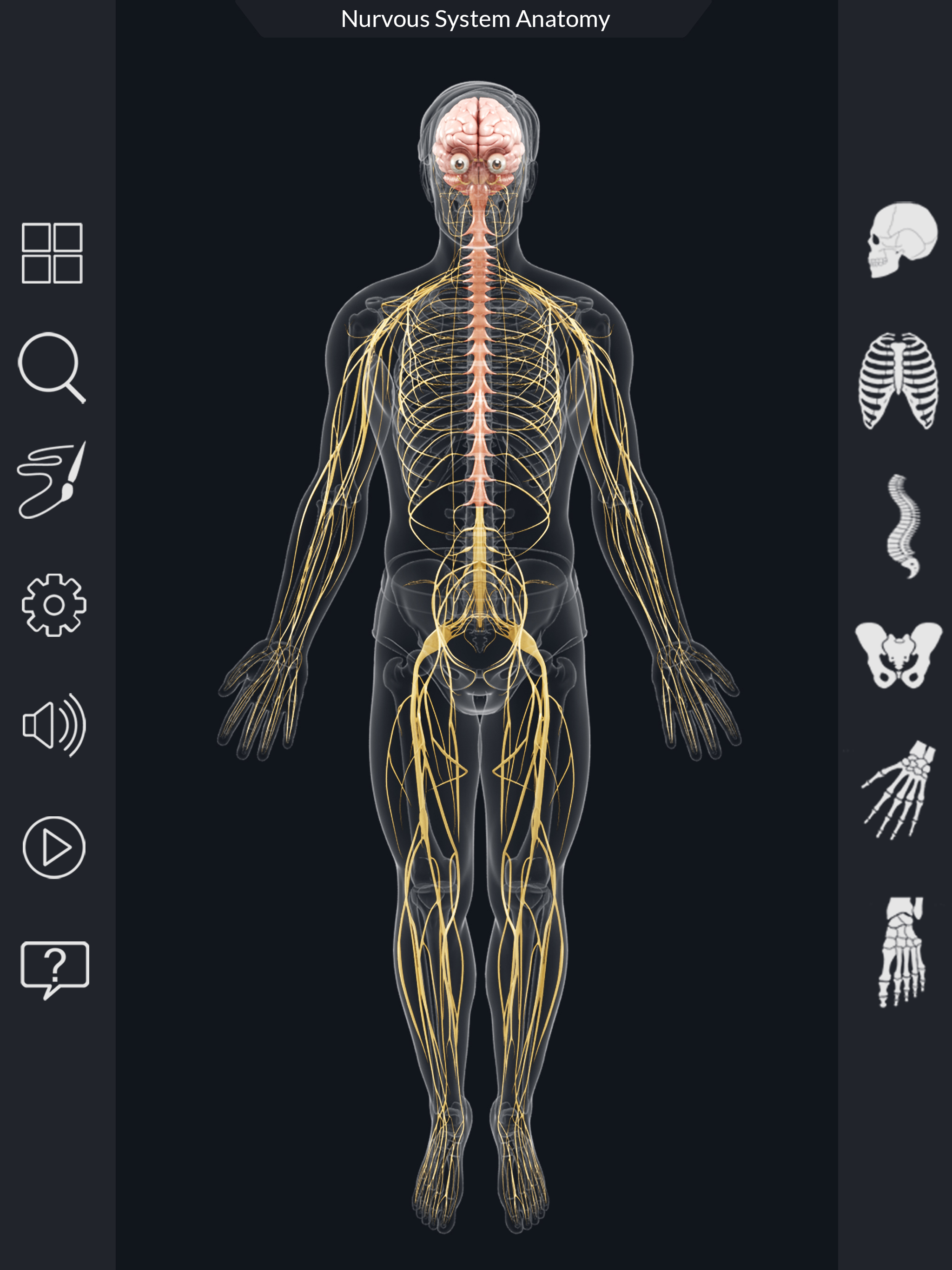 My Nervous System Anatomy screenshot 9