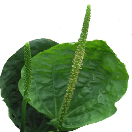 Purrfectly Herbal Cheats