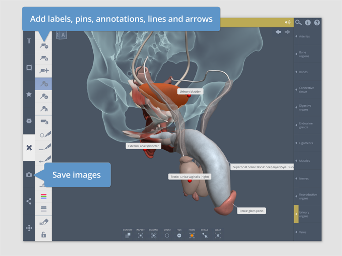 Primals 3D Male Pelvis