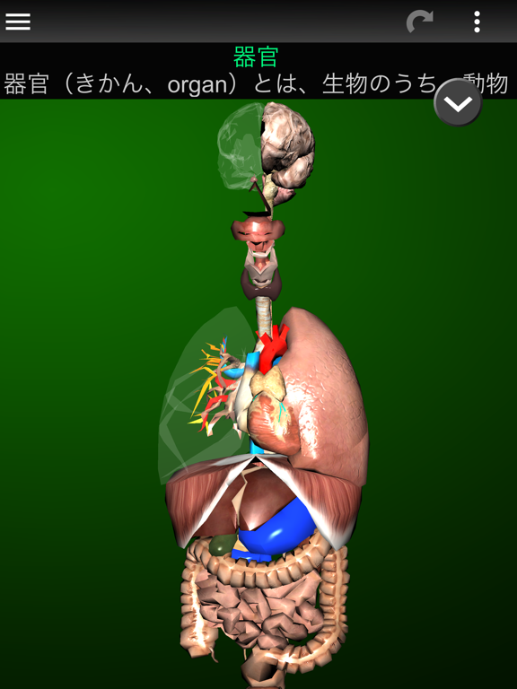 3D内臓（解剖学）のおすすめ画像1