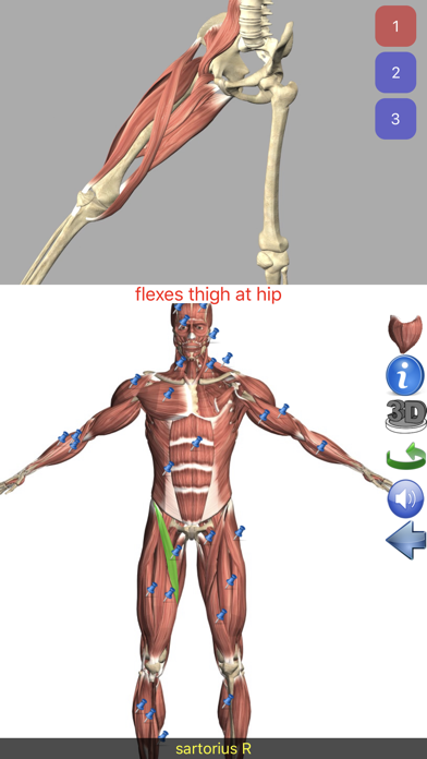 Screenshot #3 pour Visual Anatomy