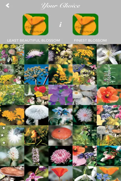 FlowerEssences