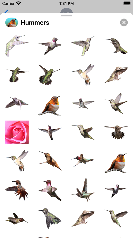 Hummingbird Sticker Pack - 3.1 - (iOS)