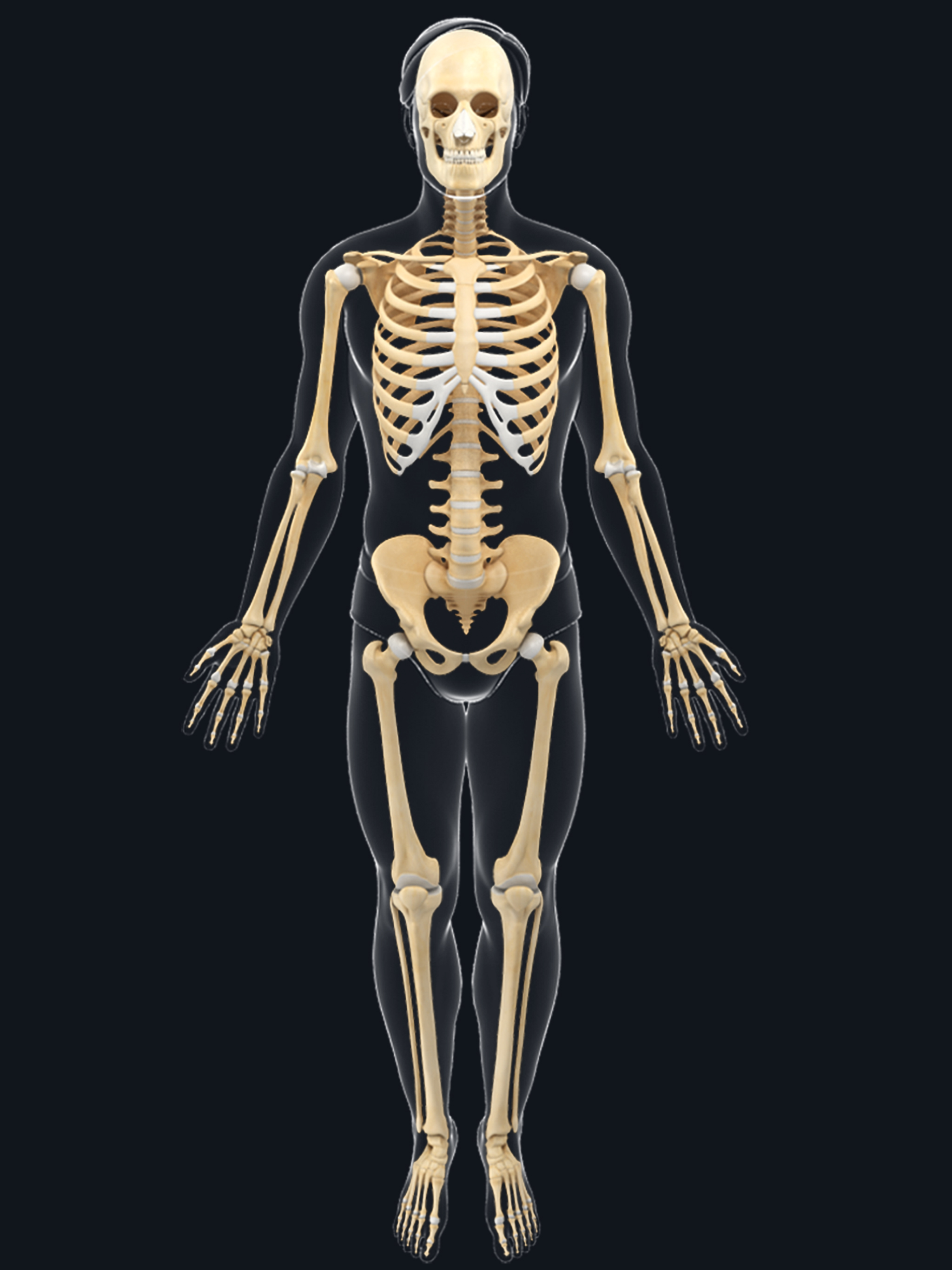 My Skeleton Anatomy screenshot 12