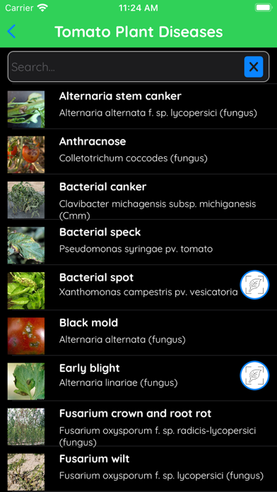 Tomato Disease Identifier Screenshot