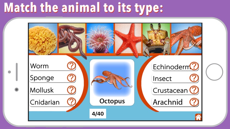 Animal Kingdom (Invertebrates) screenshot-5