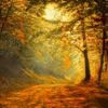 Autumn Ambience HD - iPhoneアプリ