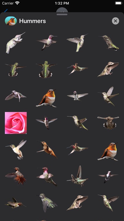Hummingbird Sticker Pack screenshot-3
