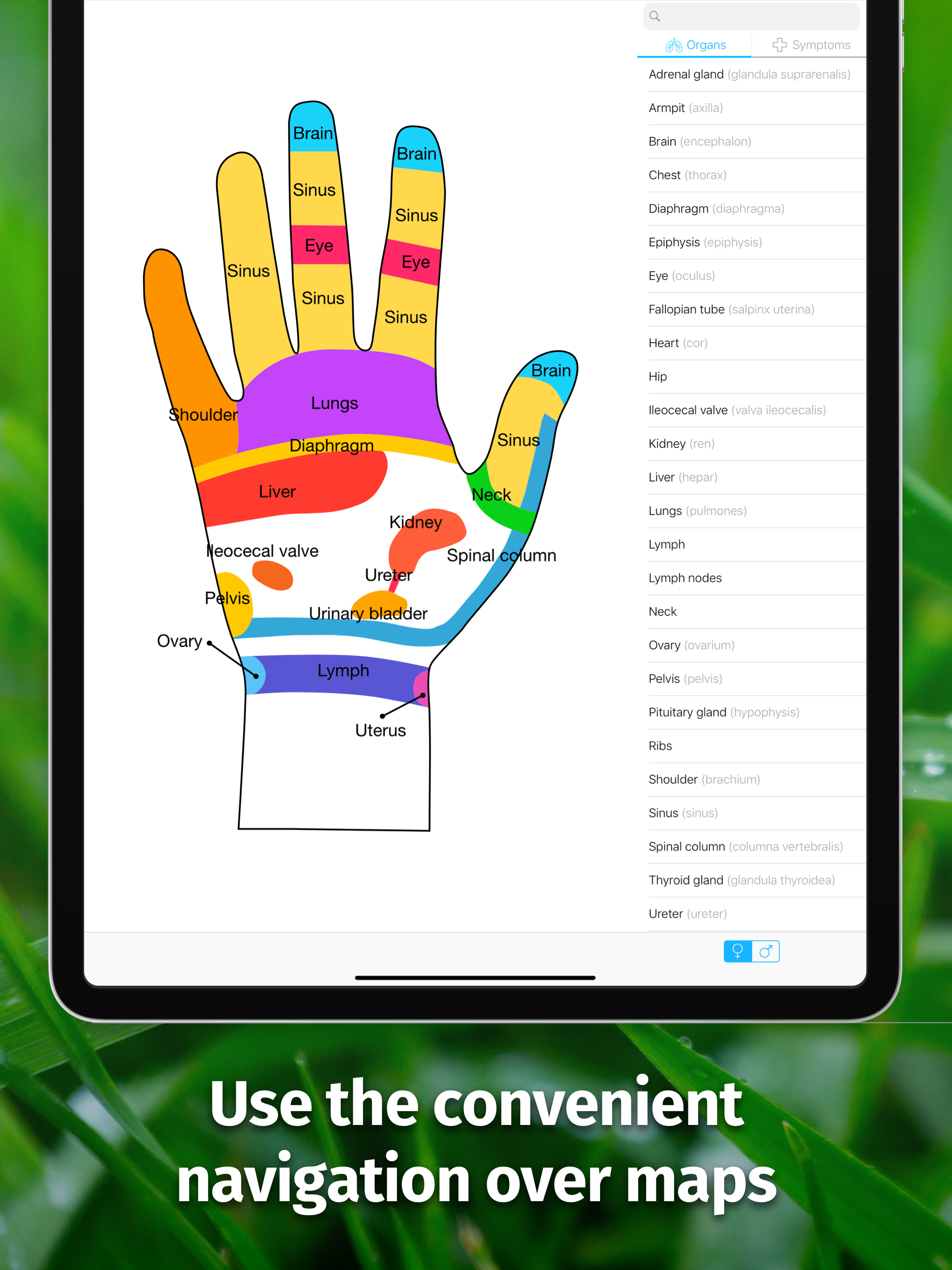 Massage Maps • Reflexology