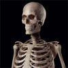 Human Skeleton Reference Guide icon