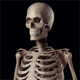 Human Skeleton Reference Guide