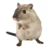 Hamster Photo Sticker delete, cancel